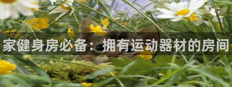 意昂体育3招商：家健身房必备：拥有运动器材的房间
