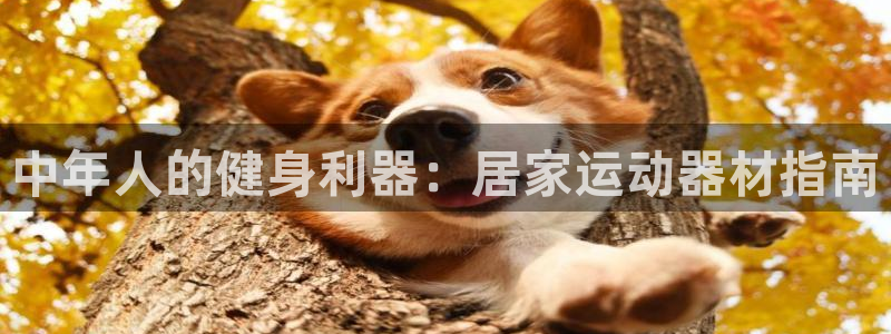 注册意昂3：中年人的健身利器：居家运动器材指南